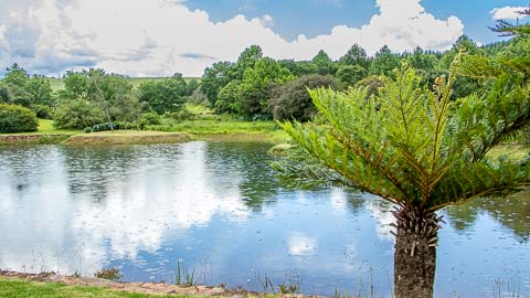 Gardens | Misty Mountain