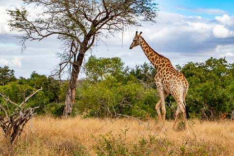 © The Guys - Professional Photographers & Designers - www.theguys.co.za